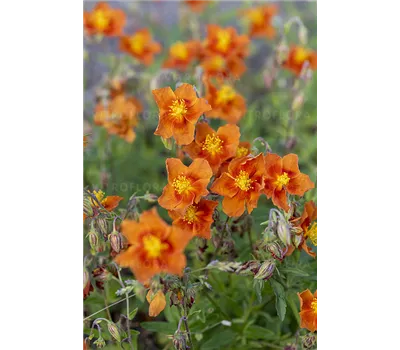 Helianthemum Hybr.'Bronzeteppich'