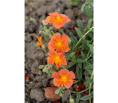Helianthemum Hybr.'Fire Dragon'