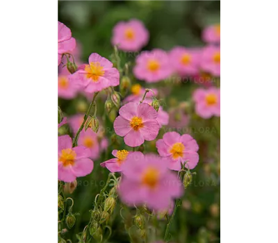 Helianthemum Hybr.'Lawrensons Pink'