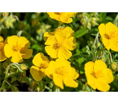Helianthemum Hybr.'Sterntaler'