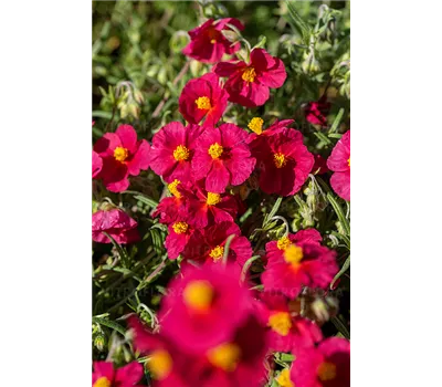 Helianthemum Hybr.'Supreme'