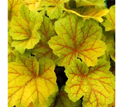Heuchera Hybr.'Electra'
