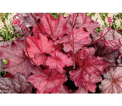 Heuchera Hybr.'Fire Chief' -R-