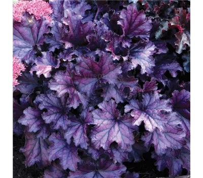 Heuchera Hybr.'Forever Purple' -R-