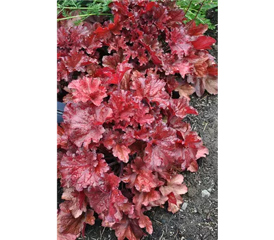 Heuchera Hybr.'Forever Red' -R-