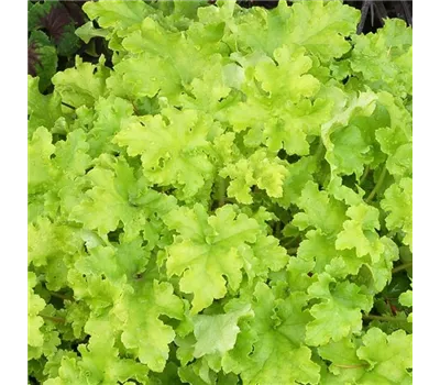 Heuchera Hybr.'Lime Marmelade' -R-