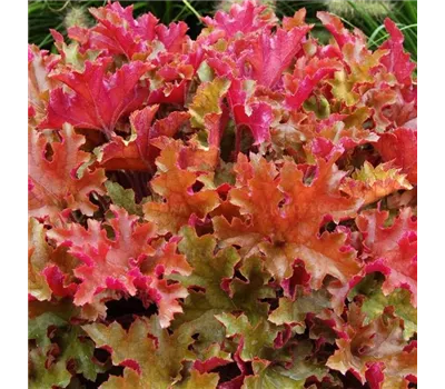 Heuchera Hybr.'Marmalade' -R-