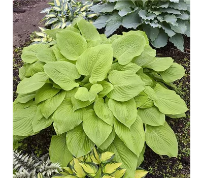 Hosta Hybr.'Age of Gold'