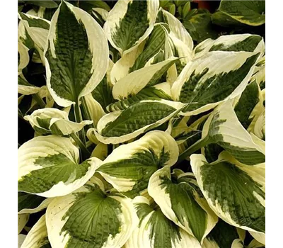 Hosta fortunei 'Patriot'