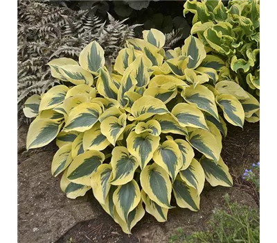 Hosta Hybr.'Autumn Frost'