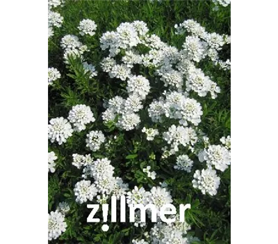 Iberis sempervirens 'Findel'