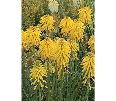 Kniphofia Hybr.'Banana Popsicle' -S-