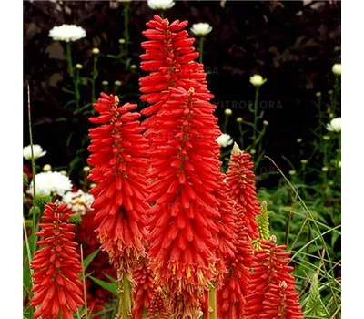 Kniphofia Hybr.'Redhot Popsicle' -R-