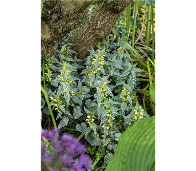 Lamiastrum galeobdolon 'Herman's Pride'