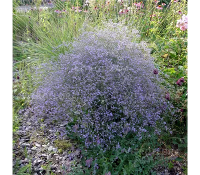 Limonium latifolium