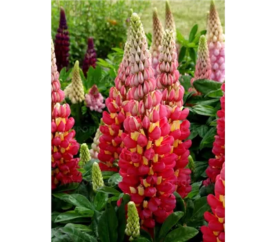 Lupinus Hybr.-Westcountry 'Tequila Flame' -R-