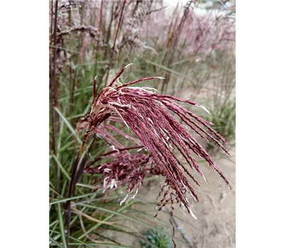Miscanthus sinensis 'Boucle'