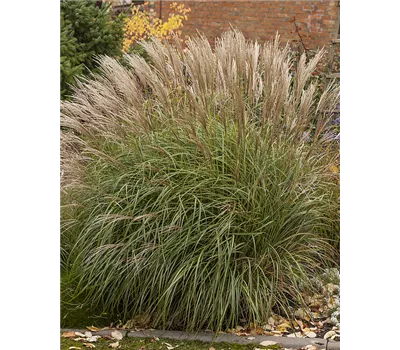 Miscanthus sinensis 'Yaka Dance'