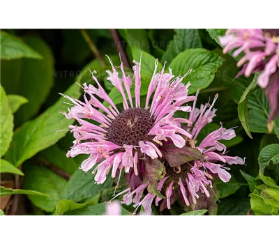 Monarda Fistulosa-Hybr.'Beauty of Cobham'