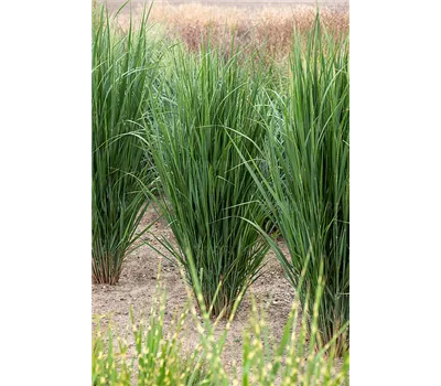 Panicum virgatum 'Northwind'