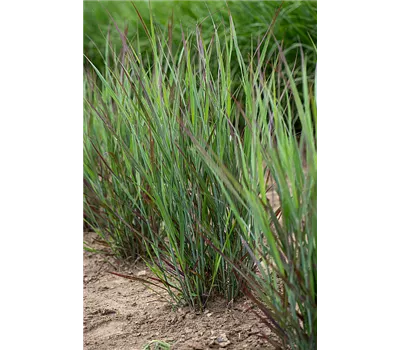 Panicum virgatum 'Nosferatu'