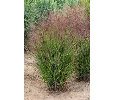 Panicum virgatum 'Shenandoah'