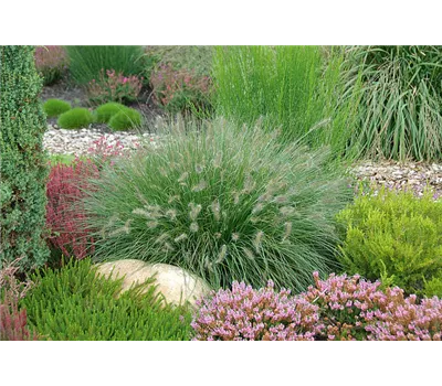 Pennisetum alopecuroides 'Hameln'
