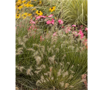 Pennisetum alopecuroides 'Little Bunny'