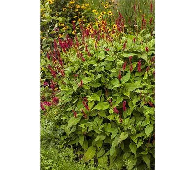 Persicaria amplexicaule JS 'Caliente'