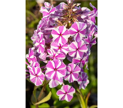 Phlox Maculata-Hybr.'Natascha'