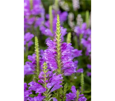 Physostegia virginiana 'Vivid'