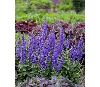 Salvia nemorosa 'Rianne'