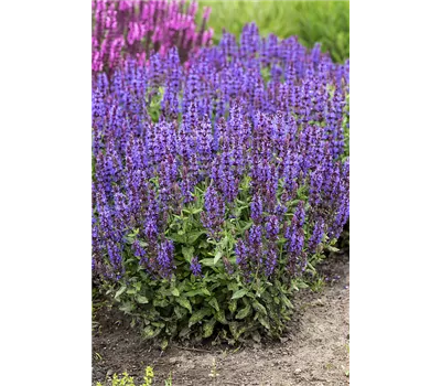Salvia nemorosa 'Sensation Deep Blue'