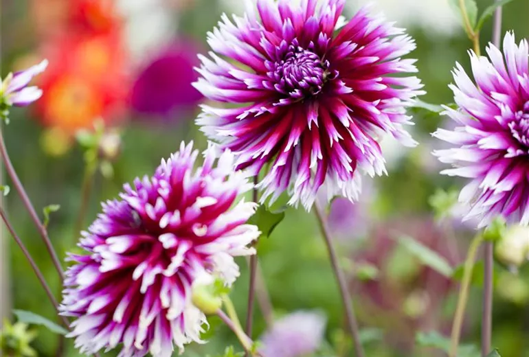 Dahlia