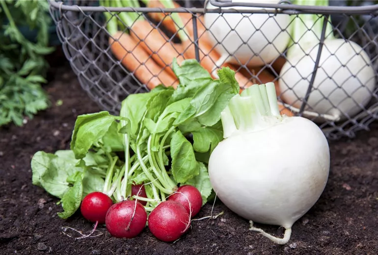 Raphanus sativus var. sativus Raphanus sativus var. sativus