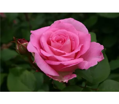 Rose 'Beverly' -R- Rose 'Beverly' -R-