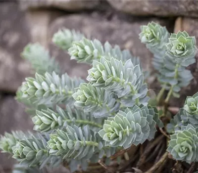 Euphorbia myrsinites Euphorbia myrsinites