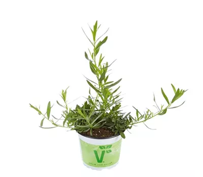 Artemisia dracunculus 'Pfefferkorn' Artemisia dracunculus 'Pfefferkorn'